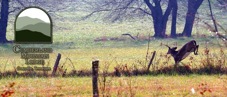 Tennessee Bird Watching At Cumberland Mountain Lodge